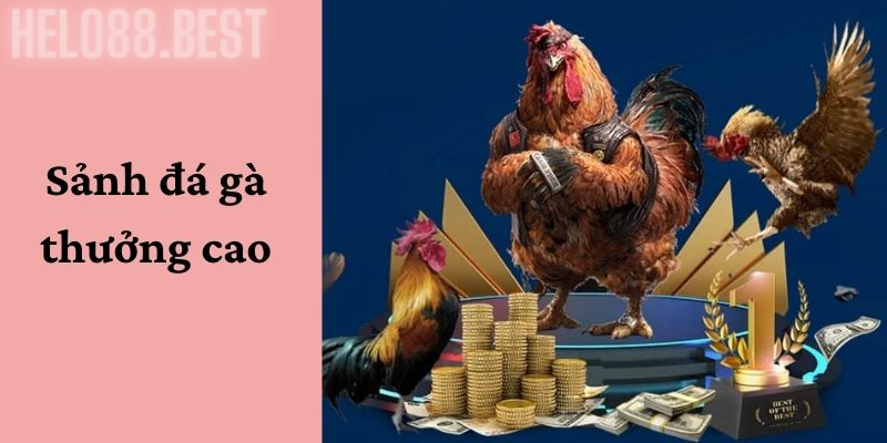 Sảnh đá gà Helo88