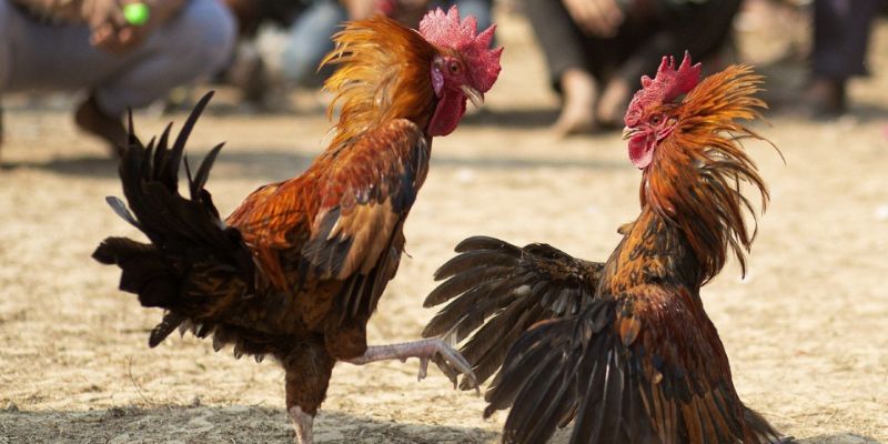 Bí quyết chơi đá gà trực tiếp C1 cho newbie