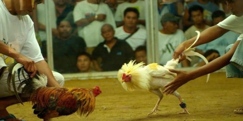 Các ưu đãi hấp dẫn khi tham gia cược đá gà Helo88
