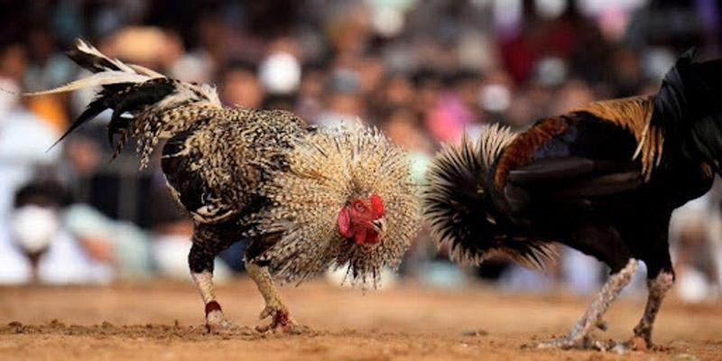 Giới thiệu về loại hình trực tiếp đá gà C1