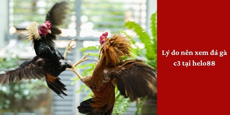 Lý do nên xem đá gà tại nhà cái