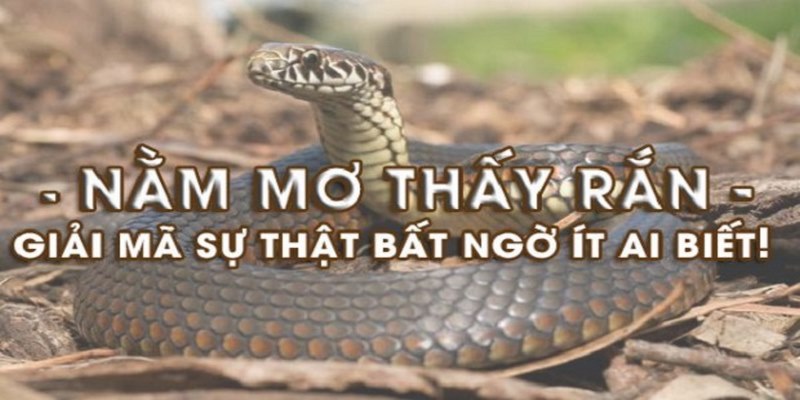 Điềm báo khi mơ thấy rắn hổ mang