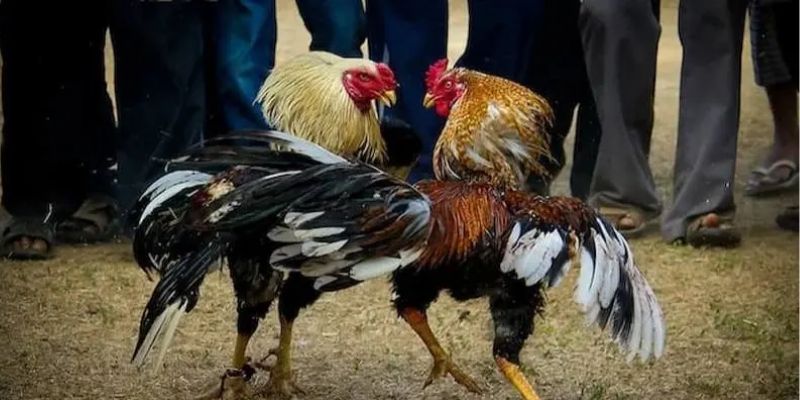 Phương thức đá gà cựa dao với mức tiền thưởng hấp dẫn