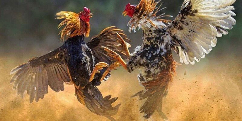 Nhận được mức hoàn trả khủng khi tham gia cá cược chọi kê
