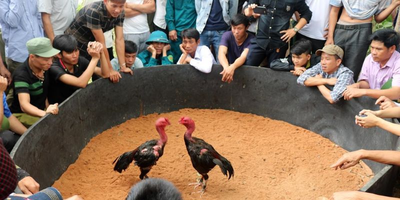Suy xét biến động trong tỷ lệ kèo chọi kê